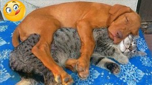 10 МИНУТ СМЕХА | ЛУЧШИЕ ПРИКОЛЫ С ЖИВОТНЫМИ | ПРО ЖИВОТНЫХ | СМЕШНЫЕ ЖИВОТНЫЕ