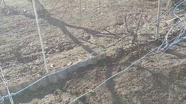 Лечу яблоню. Подкормка. Шпалера