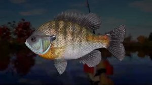 Первый взгляд на RR4