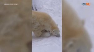 Новосибирский зоопарк показал прогулку новорожденного белого медвежонка с мамой