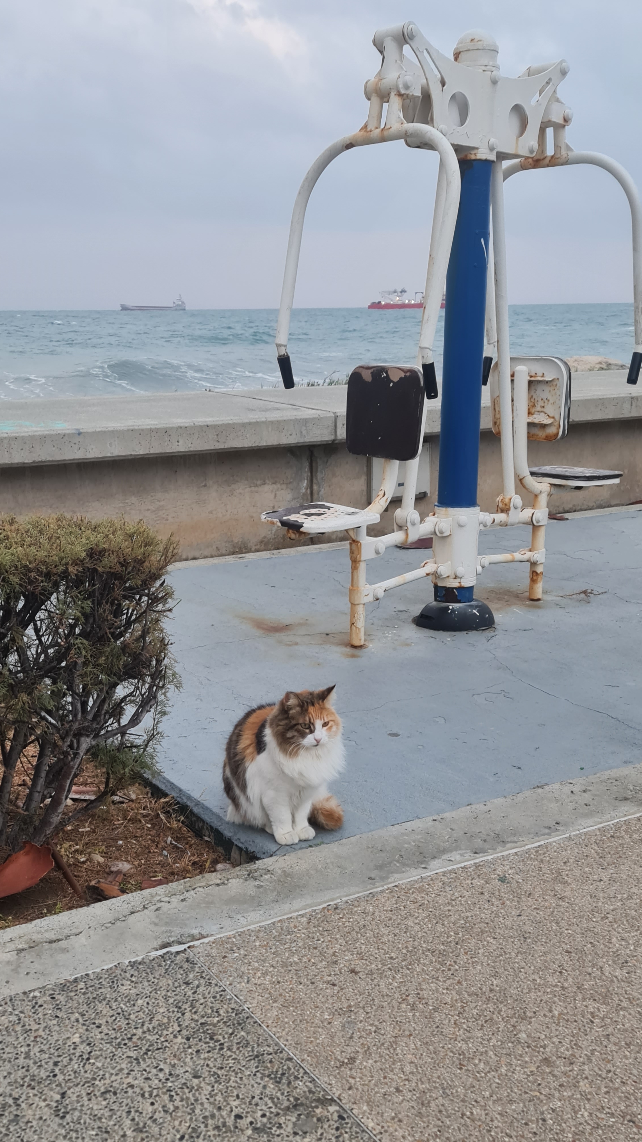 Идеальный шторм. Кипр и его котики❤️