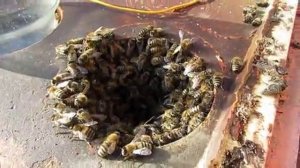 март , улей без осмотров, как пчелы сами себе размер летка регулируют, живой клапан , 15.03.2026