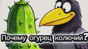 Почему огурец колючий? Ворона Ася расскажет