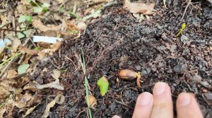 Ураган повалил дуб на мой участок в Португалии. Дерево под защитой _ (Дом в Португалии). Выпуск 54