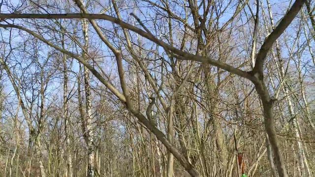 Снега ещё много, 11 марта, катаюсь на лыжах в заказнике