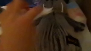 Вечер с Басиками