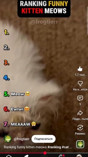 котики
