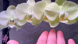 Что нацвело в марте! Мои орхидеи!!!