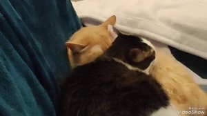 Курильские бобтейлы (3) #кошки