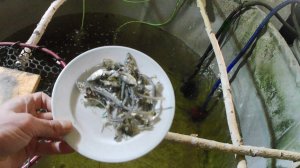 Отходы рыбы как корм для форели. УЗВ с янтарной форелью и золотыми карасями в домашних условиях.