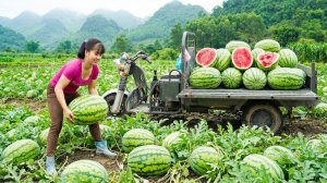 Собираем много гигантских арбузов, используем грузовик для перевозки арбузов на рынок для продажи.