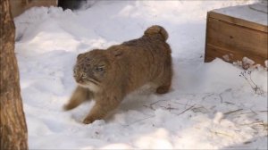 Красавец манульчик вышел на прогулку 10.03.2026