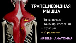 Трапециевидная мышца [Быстрая анатомия]