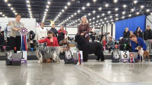 22.02.2026, СПб. Клуб "НЕВСКАЯ ЗАСТАВА-2" (РКФ, РФЛС). Выставка собак всех пород (CAC, ЧФ)