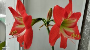 Расцвёл второй Амариллис - красавец