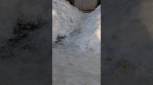 №1707 ул. Полины Осипенко. 14 марта 2026 г., 11:25:31 VID_20260314_112220270