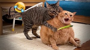 Я РЖАЛ ДО СЛЕЗ 😹 СМЕШНЫЕ КОШКИ И СОБАКИ _ СМЕШНЫЕ ЖИВОТНЫЕ 2026 😹 ЛУЧШИЕ ПРИКОЛЫ