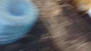 14.03.26 Томаты высадила в теплицу