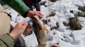 Ловля щуки в марте на джиг. Первый трофей сезона.