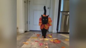 Коты-проказники🙀 и их забавные проделки!😸