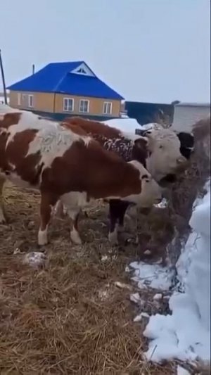 Истребители скота -преступники!!! #2026