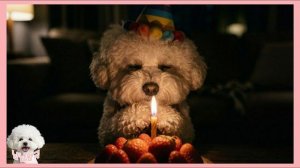 Ням-Нями празднует день рождения!