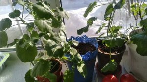 10е марта, посадушки-пошивушки.