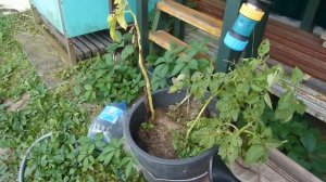 Выращивание картошки в ведре  Эксперимент