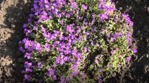 Выращивание многолетнего цветка обриеты из семян