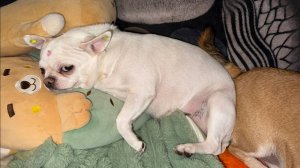 Всем самого доброго вечера и самых спокойных снов!