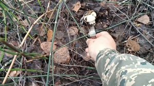 Саратовская грибалка в сентябре 23-го