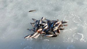 закрываем сезон зимней ловли на озере Акатово.Ловим подлещика и плотву на коромысло.