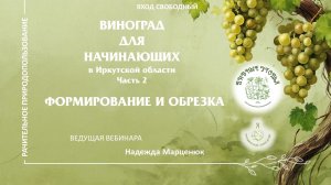 Виноград для начинающих в Иркутской области. Часть 2. Надежда Марценюк