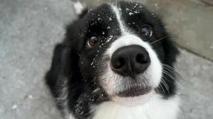 ♡⏤͟͟͞͞☆ новый пёсик