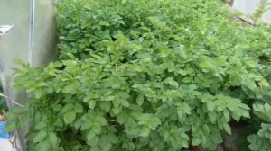 Выращивание картофеля из ростков.