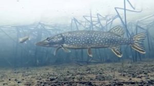 Чем ценно для человека мясо Обыкновенной щуки (Common pike) — Esox lucius Linnaeus, 1758 ?