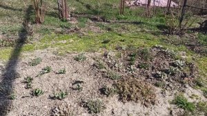 Весенние работы! Высаживаю лук сорокозубку.