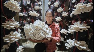 Сбор грибов, тыквы и саподиллы. Продажа свежих продуктов на деревенском рынке.