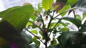 2292. ВПЛ. Перчикам такая процедура на пользу!