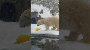 Белые медведи,бегемот...Московский зоопарк
