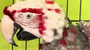 ЧТО-ТО ПРОИСХОДИТ между самочкой ары и нашим ЙОхтсменом Гошей, засвистывает-заслушаешься)))