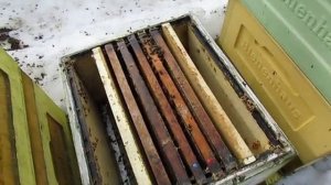 пчеловодство с минимумом осмотров - 4 - работа в марте, пчела Элгон, ячейка 4,9 мм , 15.03.2026