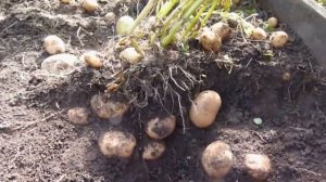 Выращивание картофеля на малой площади.