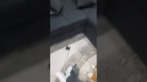 Монстр истоки порхихждение! капибары