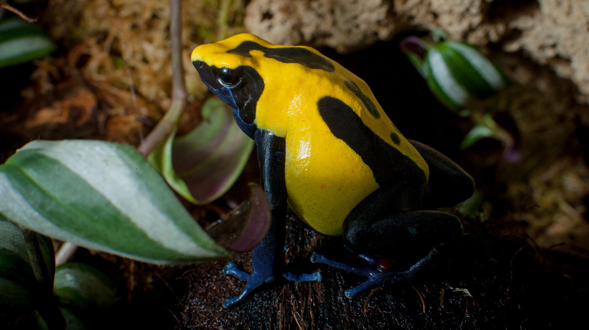 Мои первые древолазы (воспоминания из стрима от 10.03.26)