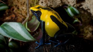 Мои первые древолазы