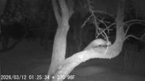 #1. Куница. Первое знакомство.