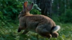 Зайчик 🐇 под дождем