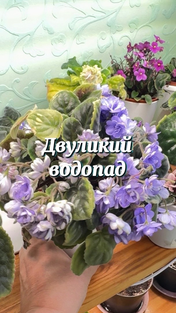 ЛЕ-Хрустальный Водопад, трейлер