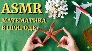 #49 АСМР: Математика в ПРИРОДЕ | Симметрия, кристаллы, фракталы, шестиугольники и золотое сечение